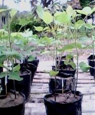 Crecimiento de plantas de soya a los 60 días