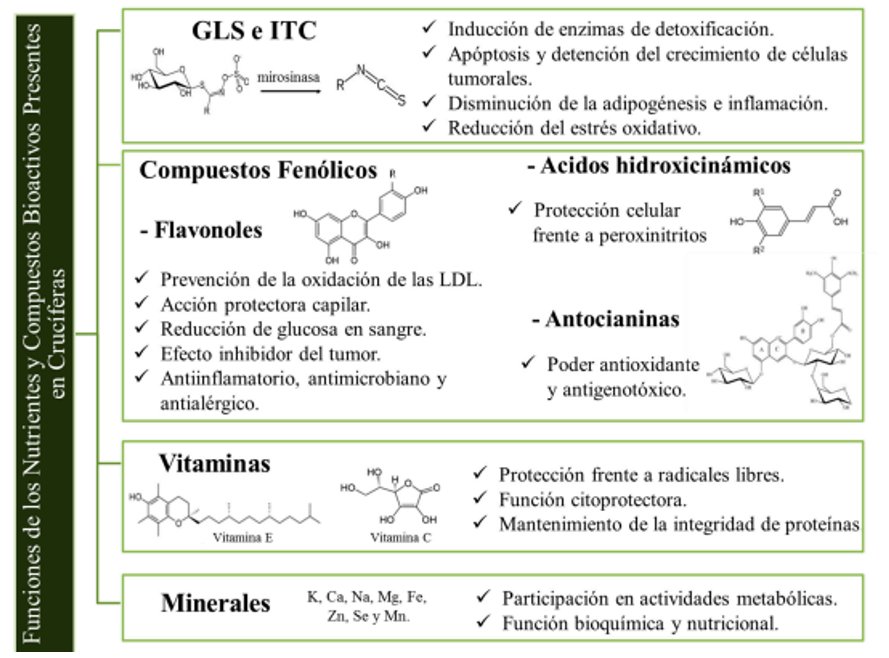 Obtención de resinas Resol – Novolac. Fuente: Thermosets: Phenolics, Novolacs, and Benzoxazine. [10].