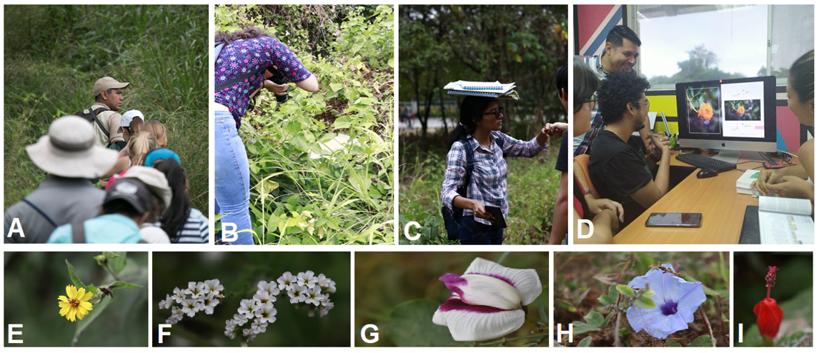  Salida de campo, análisis y selección de recursos fotográficos; A) Inducción inicial con interprete de flora en el bosque protector “La Prosperina”, B) Toma fotográfica, C) Observación In-situ de órganos vegetales, D) Preselección de fotografías, E-F-G) Fotografías con criterios óptimos, H-I) Fotografías con ruido visual y mal enfoque>