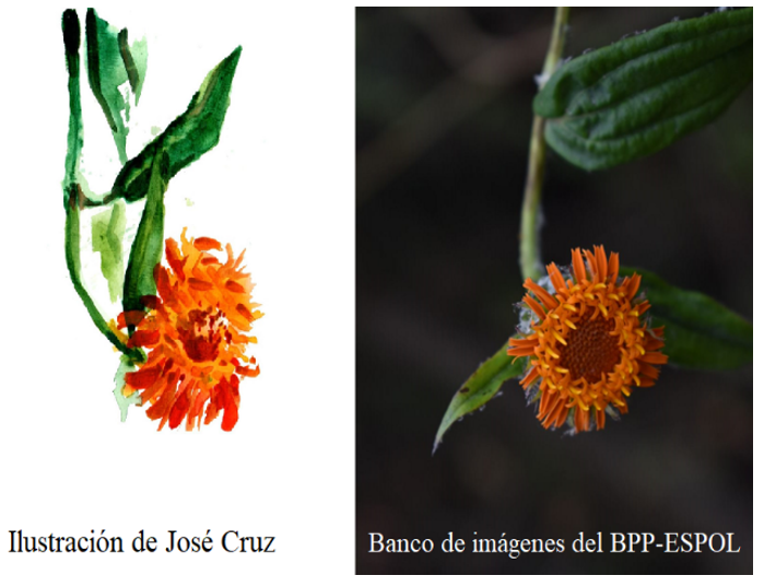  Ilustración botánica de Alcotán (Erato sp.), realizada el 10 marzo del 2018, Guayaquil -Ecuador. >