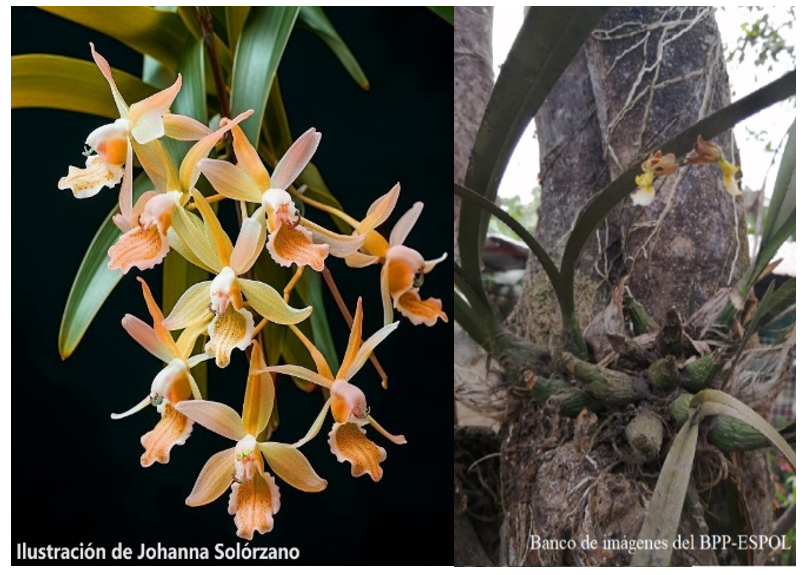  Ilustración artística de Orquídea de Guayaquil (Encyclia angustiloba), realizada en IA (Midjourney) el 13 septiembre del 2023, Guayaquil-Ecuador. >