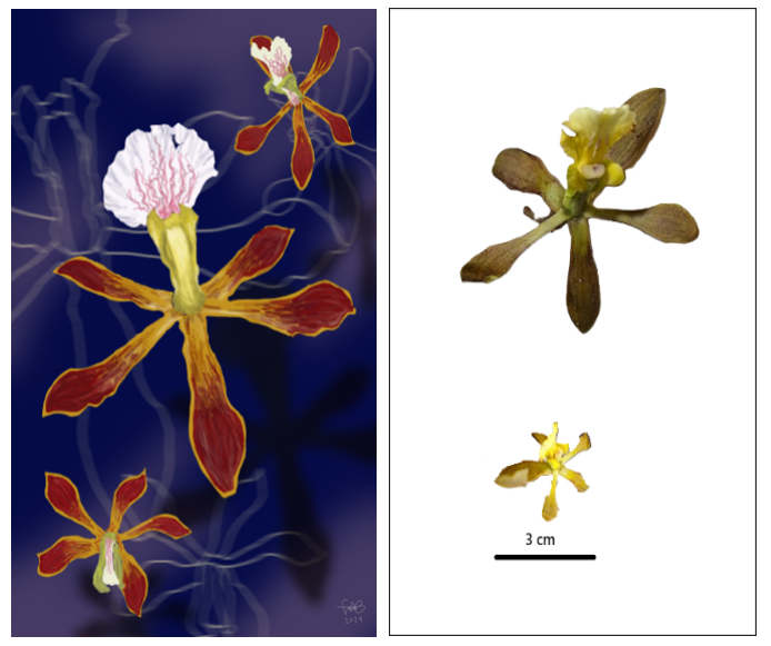  Ilustración botánica de Orquídea de Guayaquil (Encyclia angustiloba), realizada por el arquitecto Fabricio Brusa, abierta a la representación artística del autor inspirada en la flor, Guayaquil - Ecuador. >